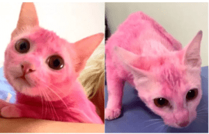 Abrigo de Piracicaba acolhe gata com risco de intoxicação após ser pintada de rosa pelo tutor