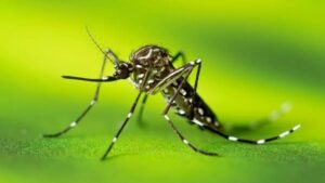 120 casos de dengue são registrados em São Manuel