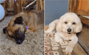 Tutor descobre cães esquecidos em van ao cobrar pela demora em pet shop: ‘Estavam mortos dentro do carro’