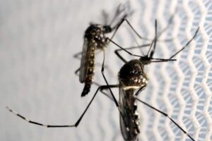 Casos de dengue continuam em alta em São Manuel