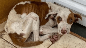 Cadela é resgatada com infestação de carrapatos e sinais de desnutrição em Marília