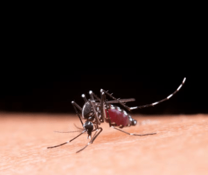 Botucatu confirma mais 2 mortes por dengue e soma 4 vítimas pela doença