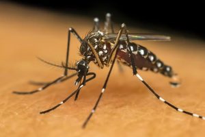 São Manuel e Areiópolis registraram mortes por dengue
