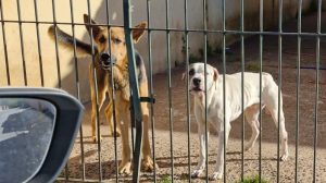 Operação policial resgata dois cachorros famintos e em estado de abandono em São Manuel