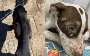 Operação resgata pitbulls em situação de maus-tratos em Garça; duas pessoas foram presas