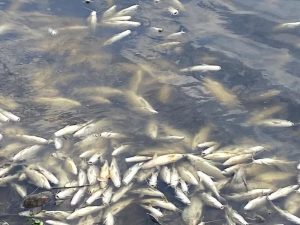 Cetesb identifica indústria responsável por mortes de peixes no Rio Piracicaba, prevê punição severa e faz alerta à população