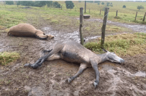 Fio de alta tensão cai em pasto e mata animais em Itapetininga; prejuízo é de R$ 35 mil, diz produtor