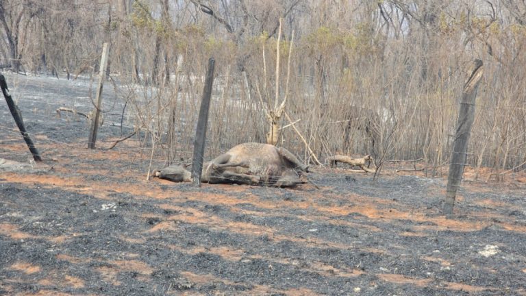 Tristeza e sofrimento: repórter relata destruição em áreas consumidas pelo fogo em Botucatu