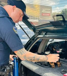 GCM de Botucatu resgata filhote trancado em carro sob calor intenso; tutor é preso por maus-tratos