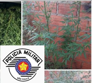 São Manuel: PM prende homem que cultivava pés de maconha no bairro José Maria Zanotel; no Santa Mônica, jovem ameaça matar a mãe