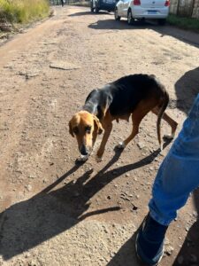 POLÍCIA CIVIL PRENDE HOMEM POR MAUS-TRATOS CONTRA ANIMAIS EM ITATINGA