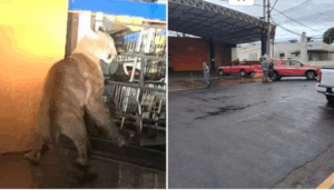 Onça-parda é resgatada em estacionamento de supermercado no interior de SP