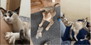MP apura morte de gatos após castração gratuita no interior de SP