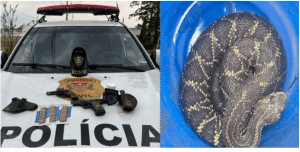 Operação da DIG de Botucatu apreende armas e cobra cascavel mantida em cativeiro