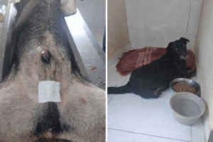 cães vítimas de fogos de artifícios em São Manuel (Foto: Secretaria de Agricultura e Meio Ambiente)