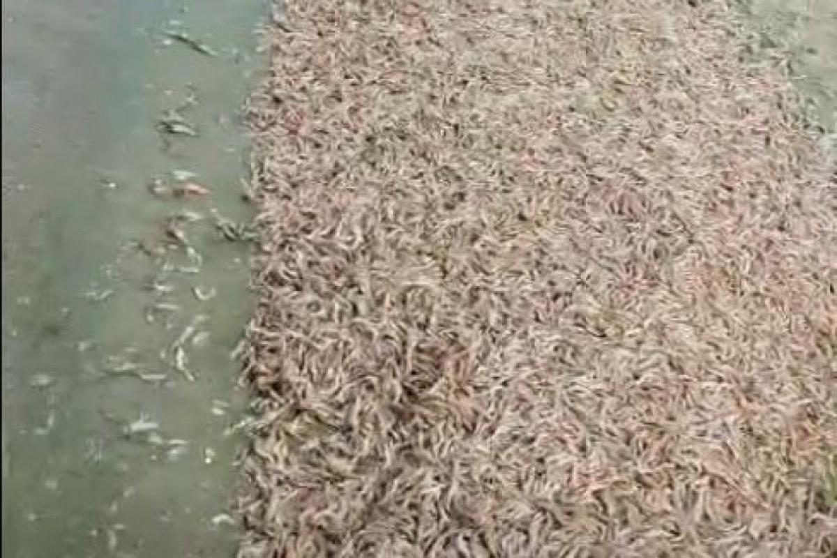 Camarões de água doce aparecem mortos em prainha e Cetesb apura