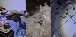 Criança é resgatada com pulgas pelo corpo em casa com lixo e ossada de animal no interior de SP