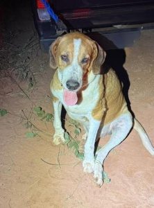 Tentativa de abandono de cachorro é flagrada e ocorrência segue em andamento em São Manuel