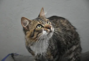 Causa Animal: os bichinhos merecem atenção, cuidado e acolhimento!