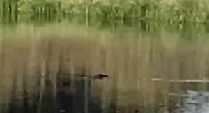 Prefeitura de Botucatu interdita lagoa na Mina após surgimento de jacaré