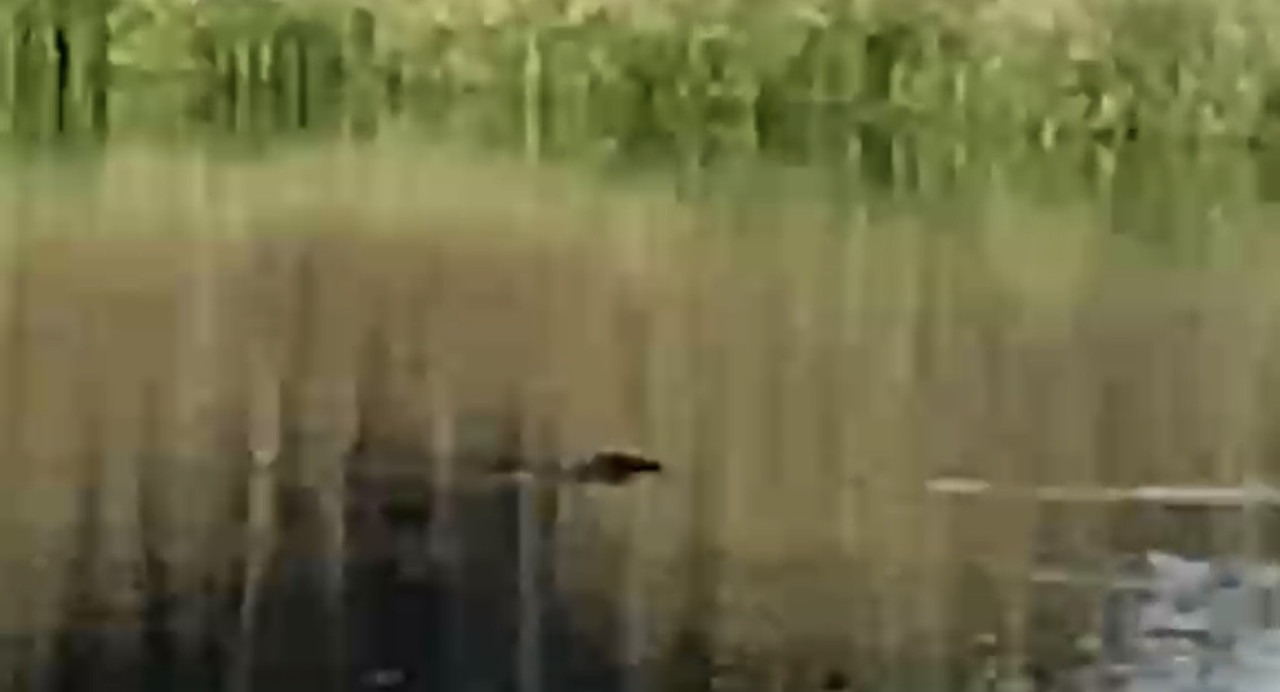 Prefeitura de Botucatu interdita lagoa na Mina após surgimento de jacaré