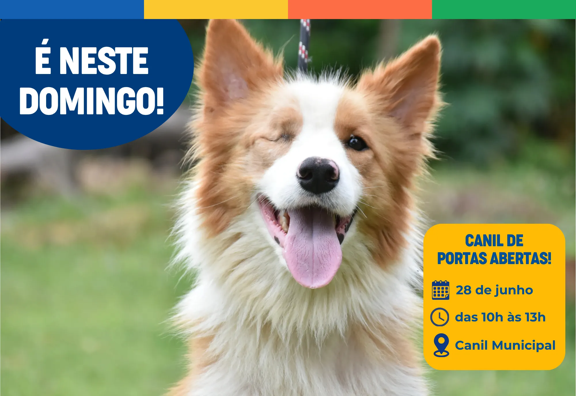 Canil de Portas Abertas: feirinha de adoção será realizada no próximo domingo, 28
