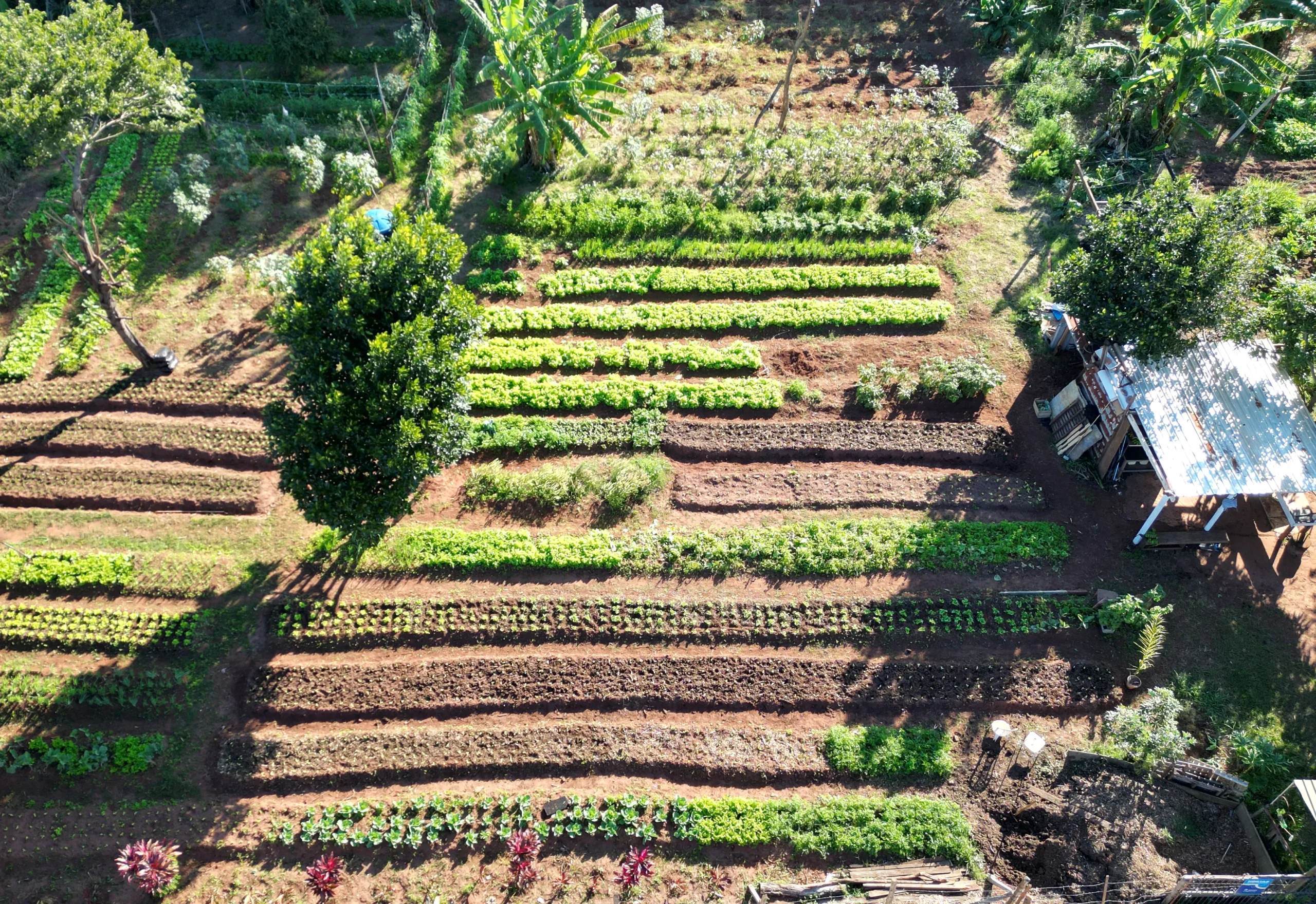 Hortas Urbanas transformam áreas da cidade e fortalecem a segurança alimentar em Botucatu 