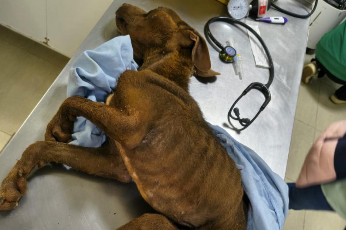 Botucatu registra terceira prisão por maus-tratos a animais em 2026 após resgate de cadela em estado crítico