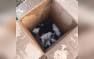 Filhotes de cães são encontrados mortos dentro de caixa de papelão em Cerqueira César