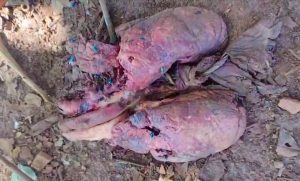 Mistério em São Manuel: órgão encontrado por galinhas mobiliza Polícia Militar e Perícia