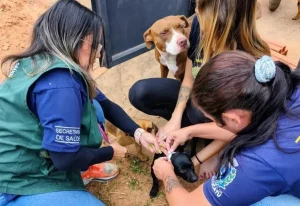 Julho Dourado: Prefeitura reforça a importância da microchipagem para identificação e proteção de cães e gatos