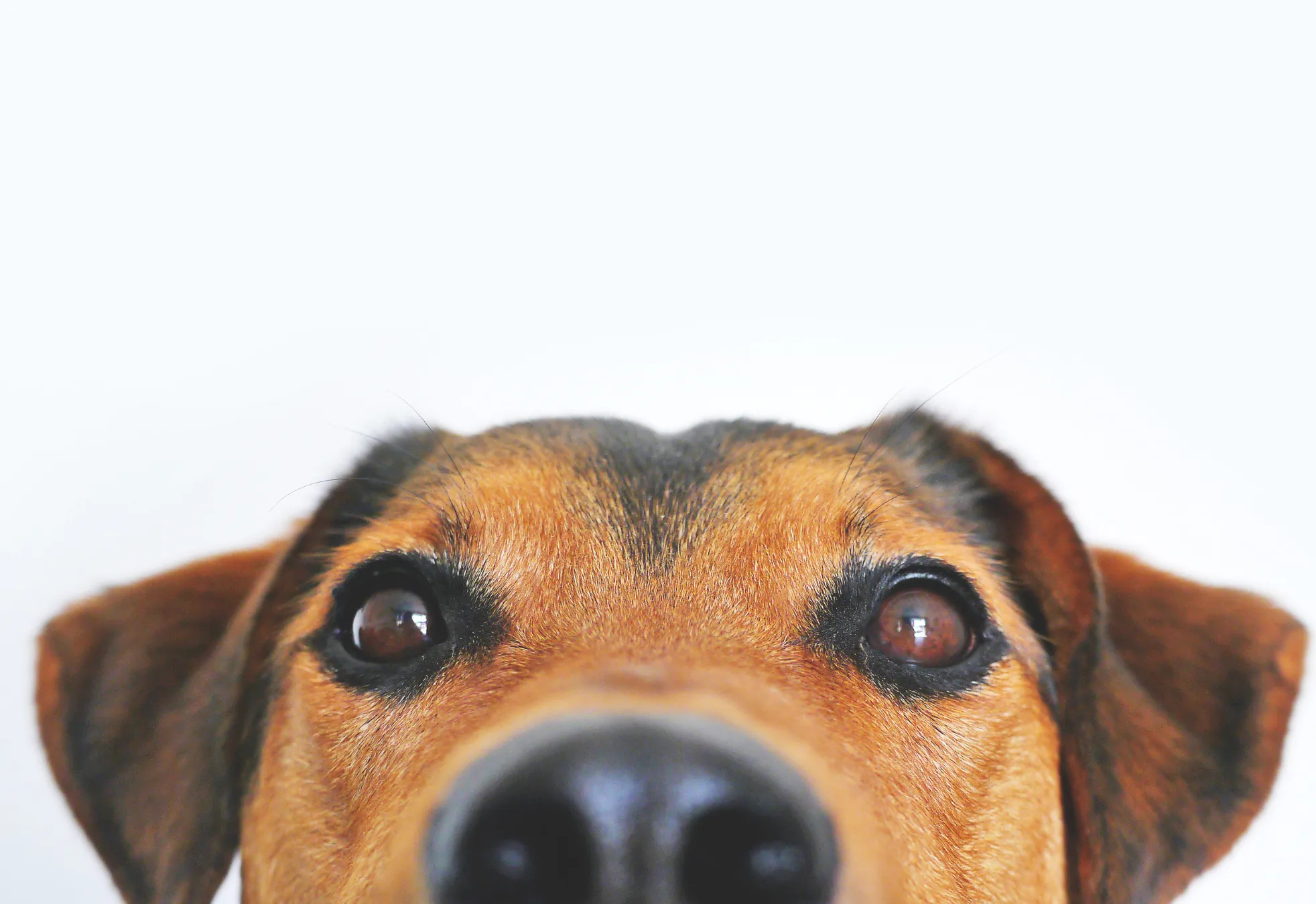 Julho Dourado: Você sabe como funciona o CAAB? Conheça o papel do Centro de Acolhimento Animal de Botucatu
