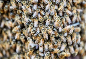 Abelhas africanizadas: Vigilância Ambiental em Saúde alerta para riscos e orienta população sobre prevenção de acidentes