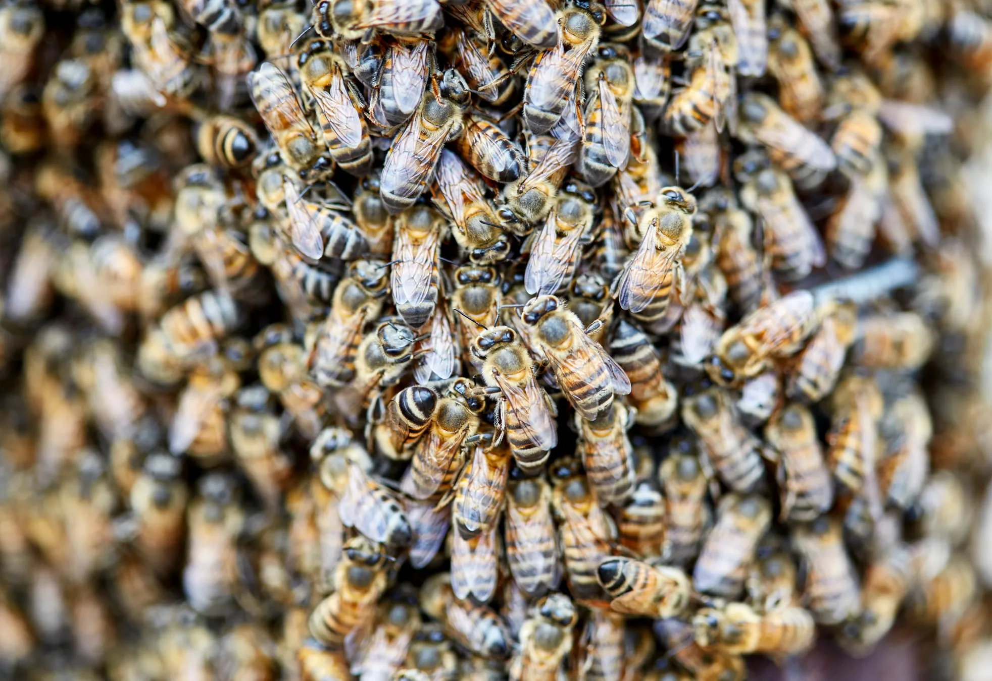Abelhas africanizadas: Vigilância Ambiental em Saúde alerta para riscos e orienta população sobre prevenção de acidentes