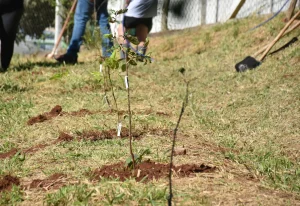 Botucatu lança projeto de Microflorestas e Pomares Urbanos com primeiro plantio na região da Rodoviária