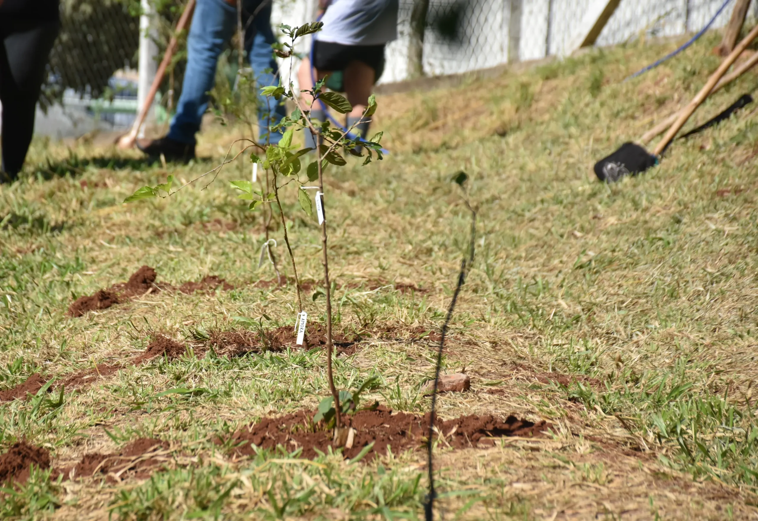 Botucatu lança projeto de Microflorestas e Pomares Urbanos com primeiro plantio na região da Rodoviária