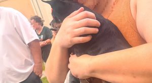 Cachorro é encontrado escondido sob sofá durante incêndio em apartamento de Botucatu