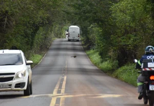 Blitz da Fauna leva orientação a aproximadamente 500 motoristas em Botucatu