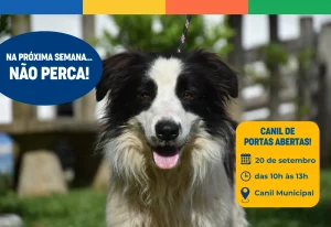 Canil de Portas Abertas: feirinha de adoção será realizada no próximo domingo, 20