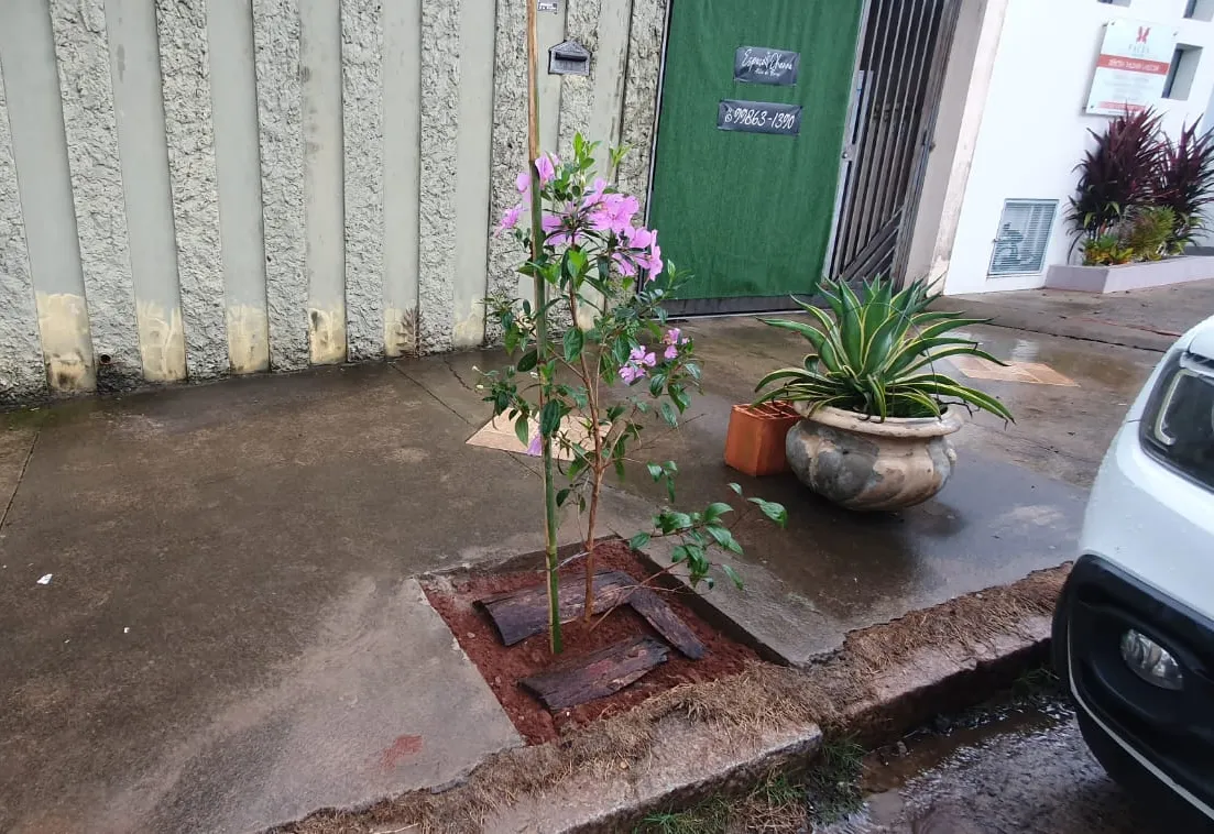 Botucatu Cidade Viva retoma plantio de árvores no Centro com novas rotas nos dias 14 e 15 de outubro