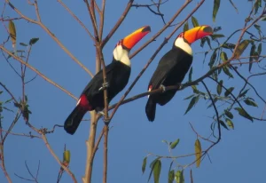 Dia das Aves destaca potencial ambiental e turístico de Botucatu