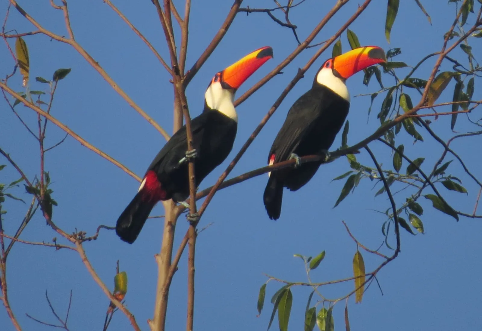 Dia das Aves destaca potencial ambiental e turístico de Botucatu