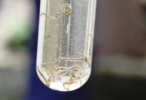 Dengue: Botucatu está em alerta e 85% dos criadouros do mosquito estão dentro dos imóveis