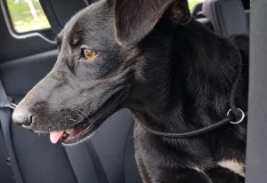 Microchip ajuda Prefeitura de Botucatu a identificar responsável por abandono de cadela; tutor é preso em flagrante