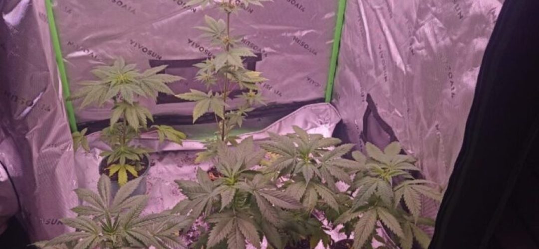 14news.com.br-dise-localiza-cultivo-de-maconha-em-residencia-img-20240913-wa0110-769x1024