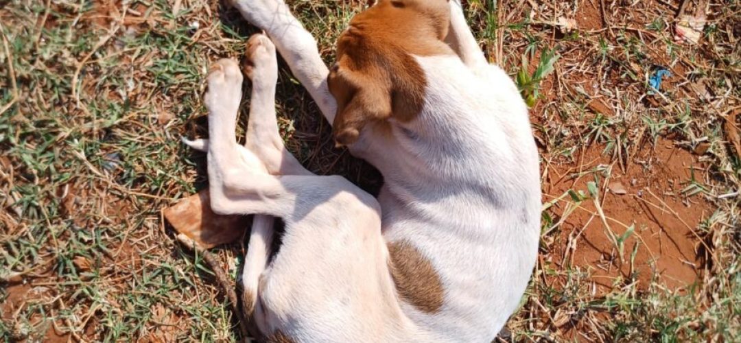 14news.com.br-policia-civil-encontra-caso-de-maus-tratos-a-animais-em-areiopolis-img-20240829-wa0063