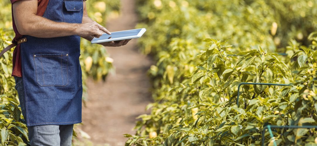 Mature Man Checking Quality Of Organic Organic Pepper