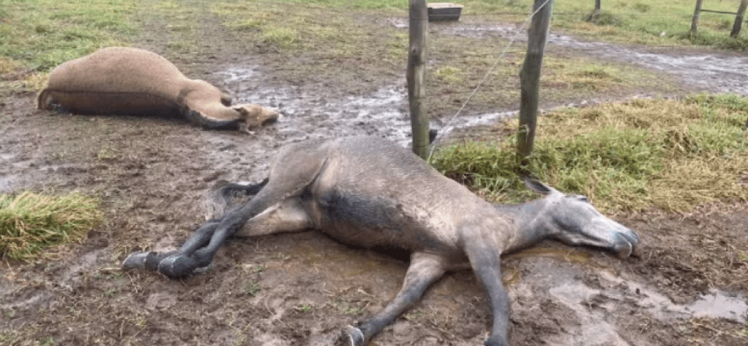 animais mortos