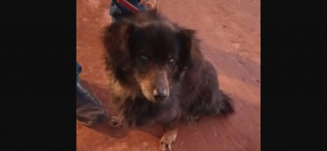 cachorro-768x376