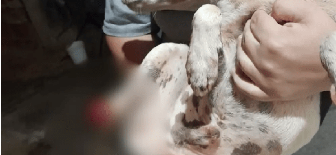 cachorro-patas-decepadas-balbinos-110923